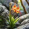 GFOUK® Dazzle Orchid Seeds - Monkey Face Flower